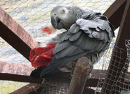 Why Do Parrots Moult