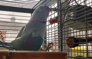 A Parrot and a Travel Cage