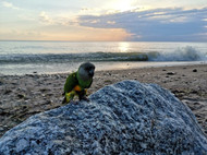 Keeper's Korner - A Tiny World Of A Parrot