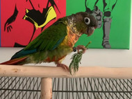 Safe Herbs for Parrots