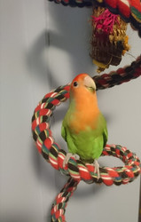 Meet Kicu the Lovebird