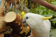 What's Your Parrot's Play Personality