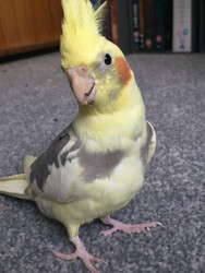 Meet Chip the Cockatiel