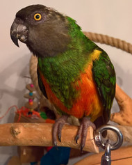 Meet Mishu the Senegal and Maya the African Grey