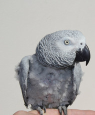 Meet Molly the African Grey