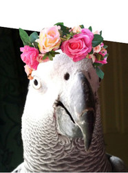 Meet Ruby the African Grey