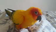 Meet Rio the Sun Conure