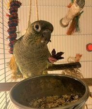 Safe Spices For Parrots