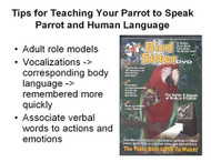 Five Top Tips To Teach Your Parrot To Speak