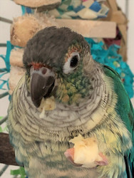 Why Do Parrots Need Protein?