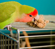 Find Out More About Pet Obesity Awareness Day