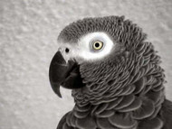 Meet Polly the African Grey