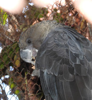 How Have Parrots Been Affected By The Fires In Australia?