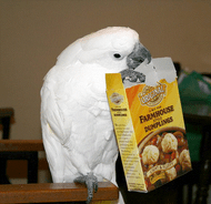 Advice For New Parrot Owners