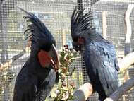 Food For Thought ? Good And Bad Foods For Parrots