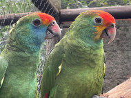 Red-browed Parrot Rescue
