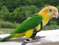 How Aviator Harnesses Are Made