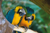 Blue & Gold Macaw Fact Sheet