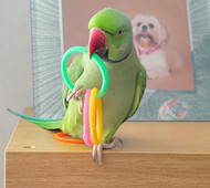 Meet My Parrot: Bobby The Indian Ringneck