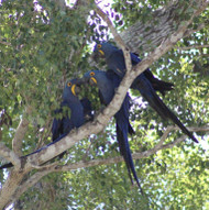 Parrot Watching in Mato Grosso - Part 2