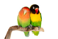 Breeding Parrots