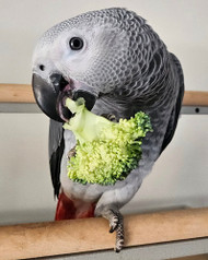 Meet My Parrot: Burt The African Grey