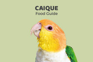 Caique Parrot Feeding Guide