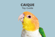 Caique Parrot Toy Guide