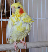 Meet My Parrot: Chilli  The Cockatiel