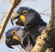 Helping Conservation Interview with Rosemary Low