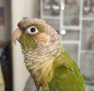 How To Bond With & Tame Your Parrot