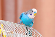 Parrots Who Cannot Wait To Do As You Ask