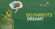 Do Parrots Dream?