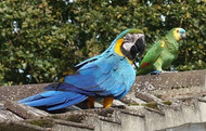 How Do Parrots Help Us?