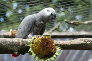 What Types Of Natural Food and Toys Are Suitable For Parrots?