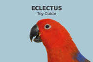 Eclectus Parrot Toy Guide