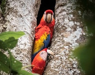 How Do Parrots Live With Humans?