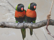Are Parrots Endangered, And Why