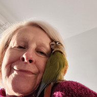 Meet My Parrot: Ernie the Green-cheeked Conure