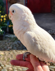 Meet My Parrot: Ester The Goffins Cockatoo