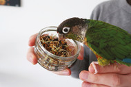 Cooking for Your Parrot: Healthy Homemade Meals Your Bird Will Love