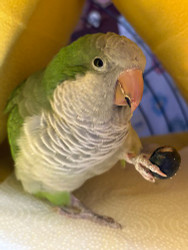 Meet My Parrot:  Gordon The Quaker Parrot