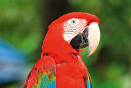 Green-Winged Macaw Fact Sheet