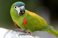 Hahn's Macaw Fact Sheet 