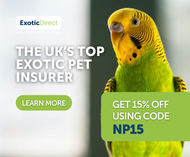 The Importance of Parrot Insurance