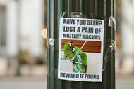 How Dot Schwarz Found Her Lost Parrots