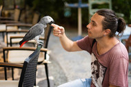 How To Make Friends With A Parrot