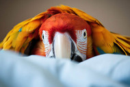 How To Stop Your Parrot Feeling Scared And Manage Fear