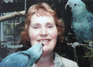 Blue Macaws