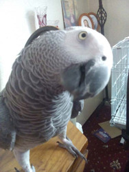 Meet Jasper the African Grey